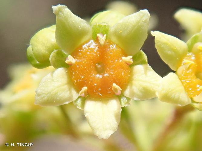 Arbre à perruque (Cotinus coggygria) © H. Tinguy