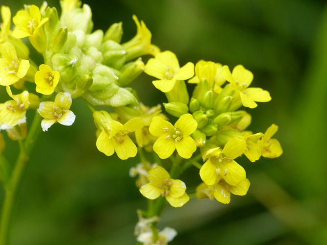 Barbarée commune (Barbarea vulgaris) © Morvan Debroize