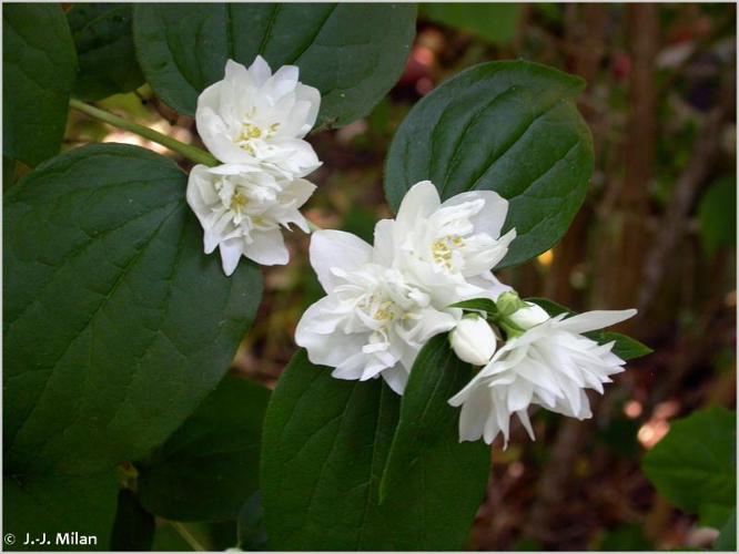 Seringat commun (Philadelphus coronarius) © J.-J. Milan