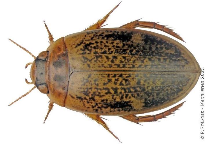 Agabus nebulosus © P. Prévost