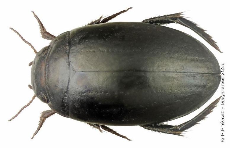 Ilybius chalconatus © P. Prévost