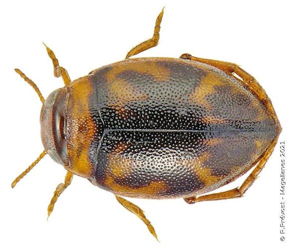 Hygrotus inaequalis © P. Prévost