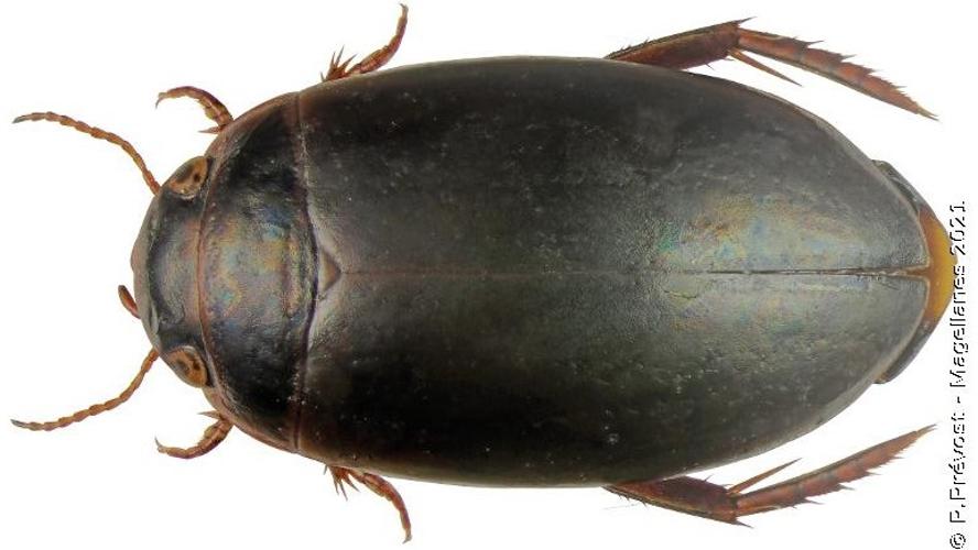 Ilybius montanus © P. Prévost