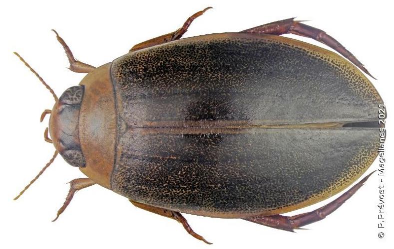 Ditique picoté (Rhantus suturalis) © P. Prévost