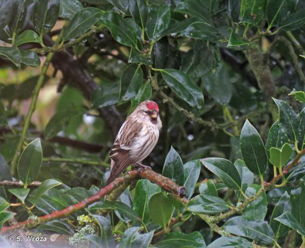 Sizerin flammé (Carduelis flammea) © S. Wroza