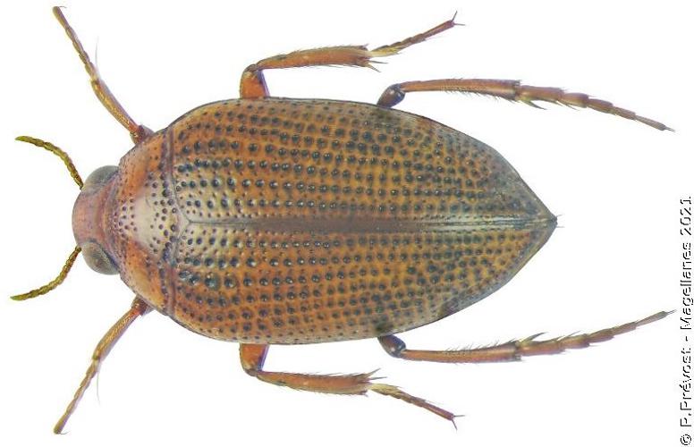 Haliplus flavicollis © P. Prévost