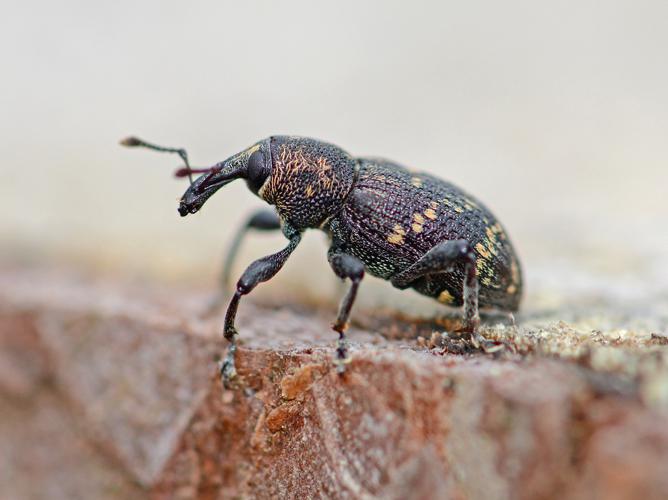 Grand charançon du pin (Hylobius abietis) © Benjamin Beaufils