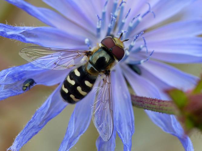 Syrphe du poirier / Syrphe pyrastre (Scaeva pyrastri) © Morvan Debroize