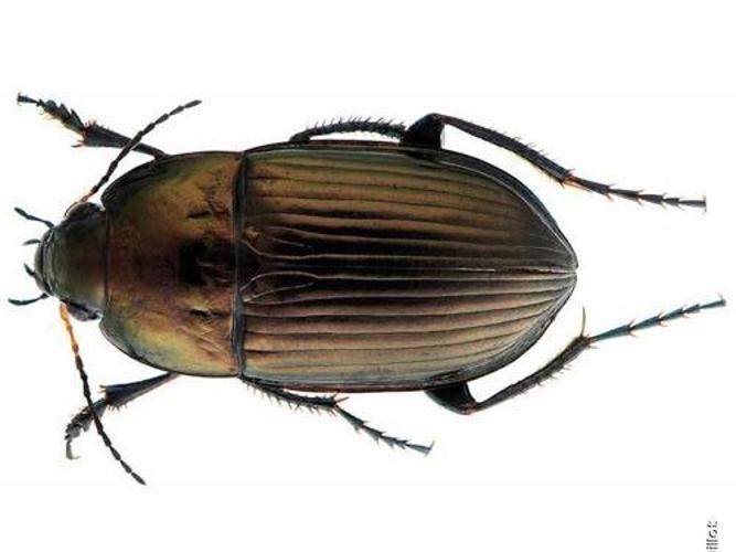 Amara eurynota © F. Chevaillot