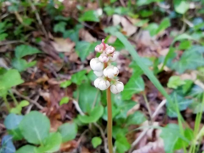 Petite pyrole (Pyrola minor) © Julia Combrun