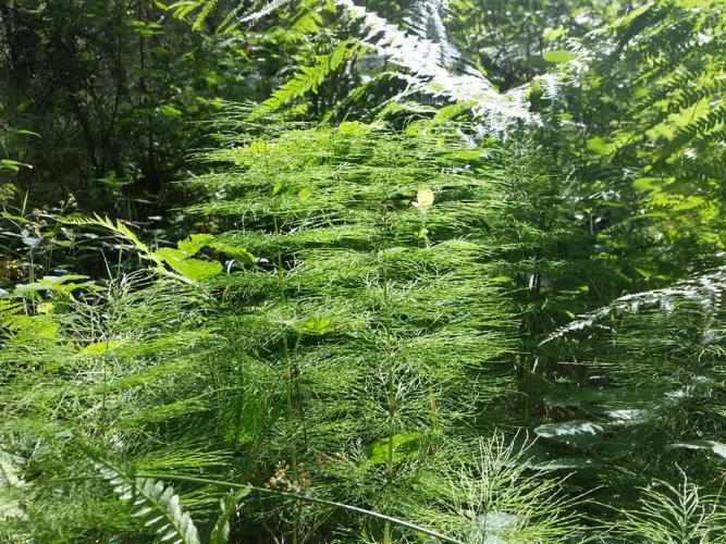 Prêle des bois (Equisetum sylvaticum) © Julia Combrun