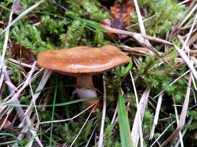 Cortinaire trivial (Cortinarius trivialis) © Julia Combrun