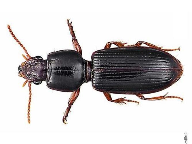 Clivina fossor © F. Chevaillot