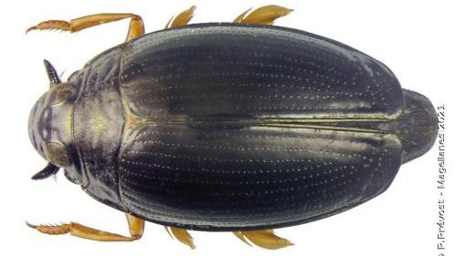 Gyrinus substriatus © P. Prévost