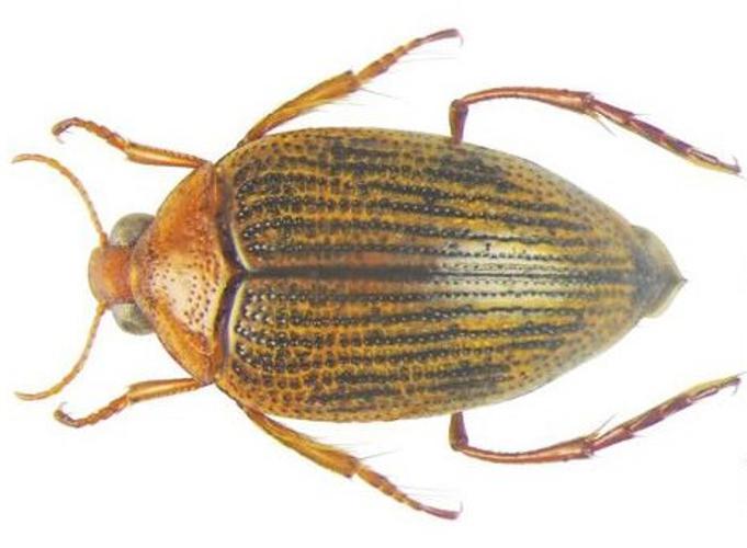 Haliplus ruficollis © P. Prévost