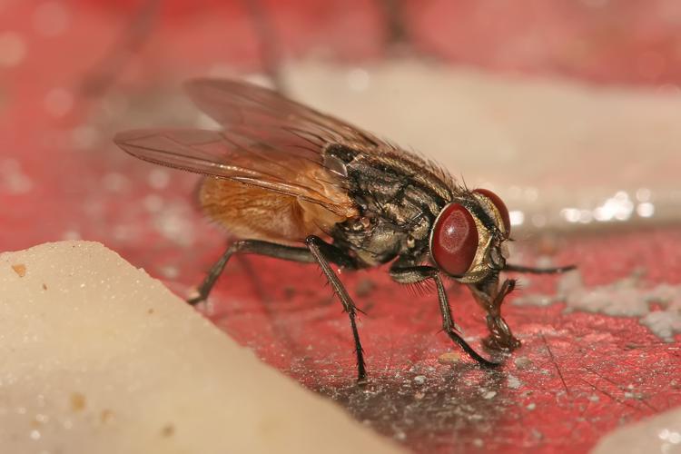 Mouche domestique (Musca domestica) © Muhammad Mahdi Karim