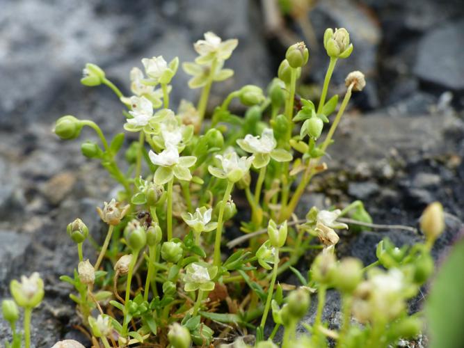 Sagine couchée (Sagina procumbens) © Morvan Debroize