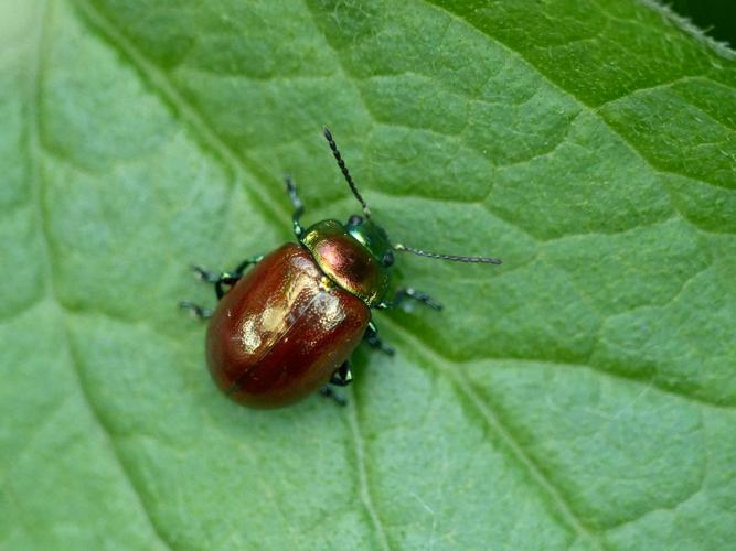 Chrysomèle bienséante (Chrysolina polita) © Morvan Debroize