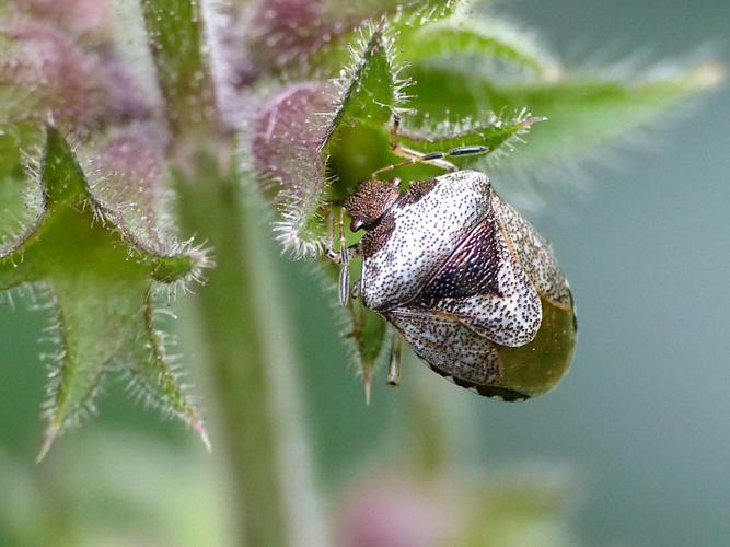 Pentatome de l'épiaire (Eysarcoris venustissimus) © Morvan Debroize