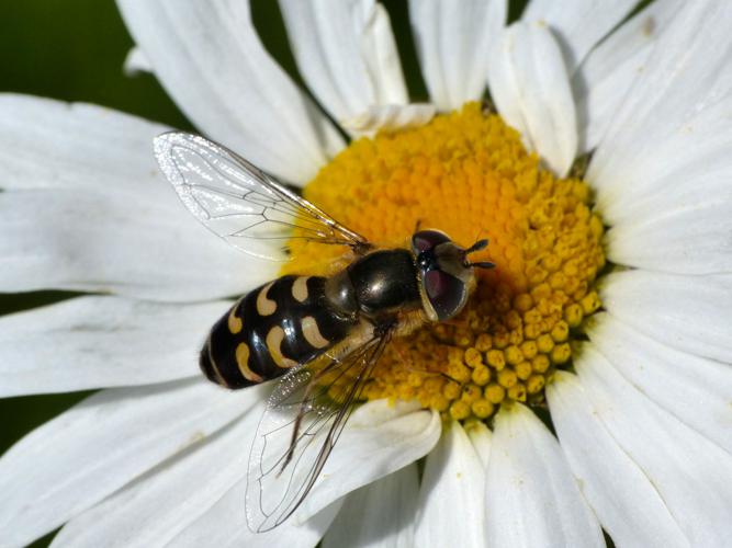 Scaeva selenitica © Morvan Debroize