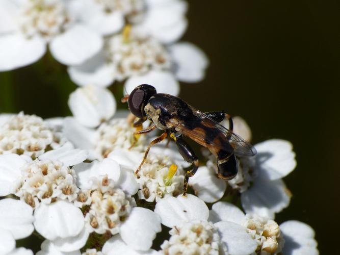 Syritte piaulante (Syritta pipiens) © Morvan Debroize