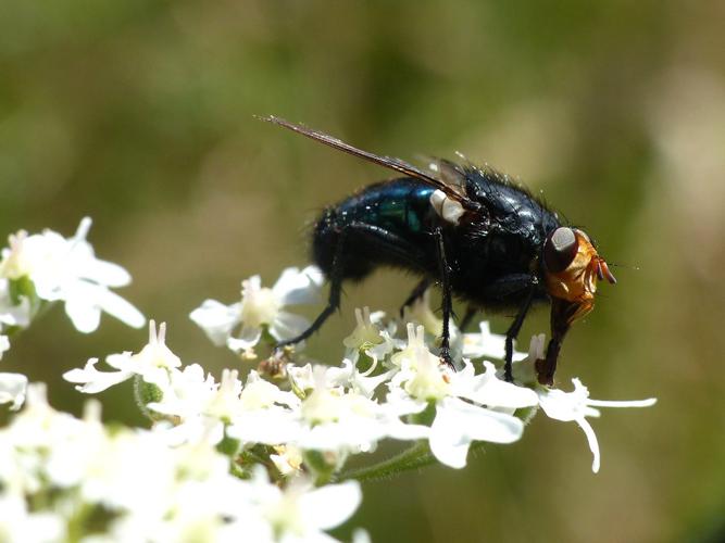 Cynomyie des morts (Cynomya mortuorum) © Morvan Debroize