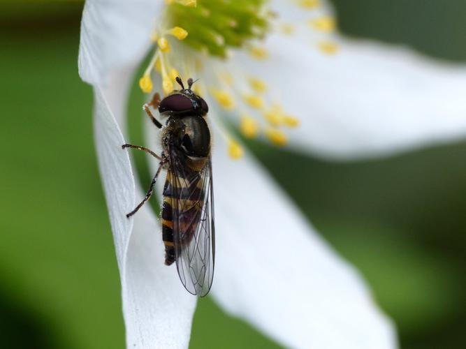 Parasyrphus punctulatus © Morvan Debroize