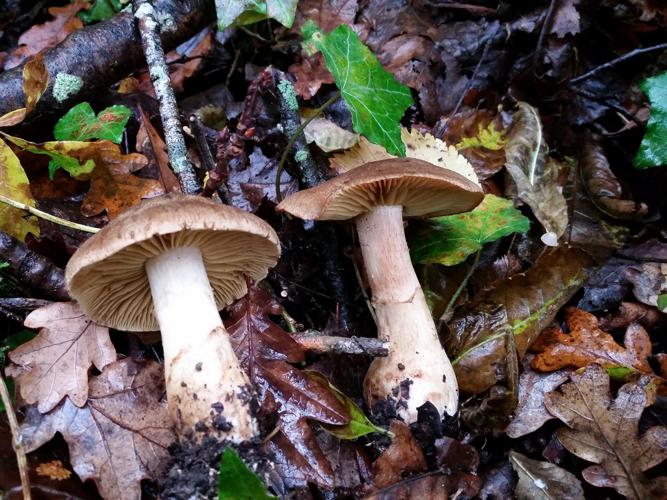 Cortinarius cotoneus © Julia Combrun