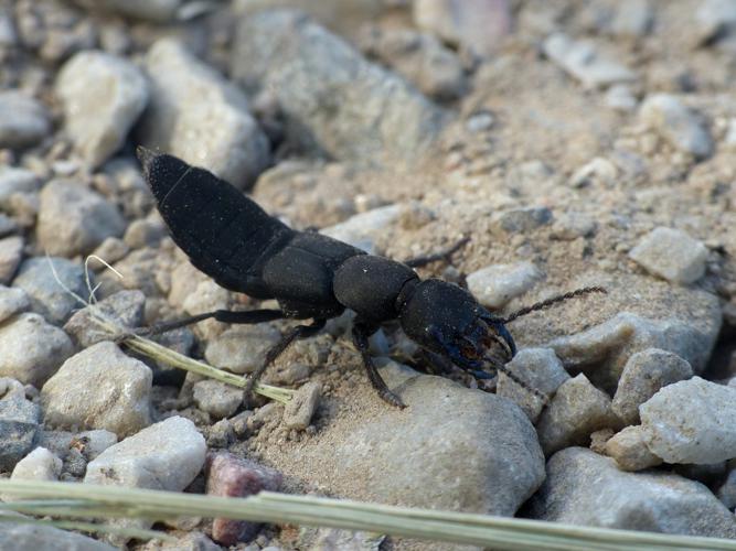 Staphylin odorant (Ocypus olens) © Morvan Debroize