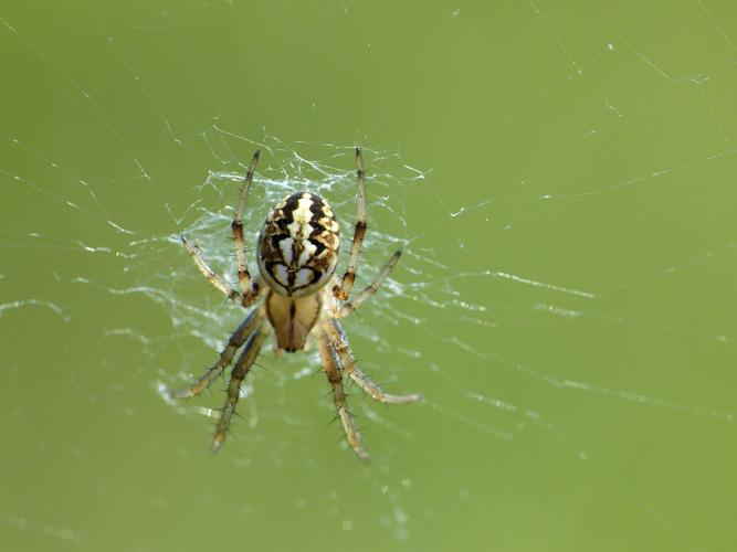 Épeires fougères (Neoscona adianta) © Morvan Debroize