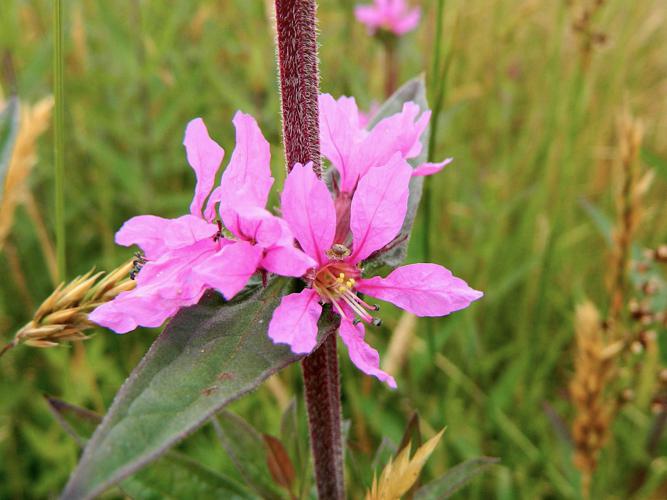 Salicaire (Lythrum salicaria), fleur © Morvan Debroize