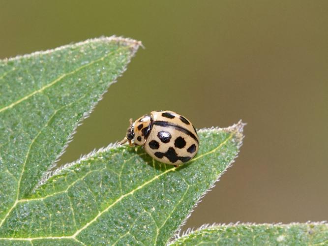 Coccinelle à 16 points (Tytthaspis sedecimpunctata) © Sylvain Montagner