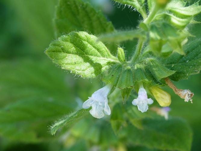 Mélisse officinale (Melissa officinalis), fleurs © Morvan Debroize