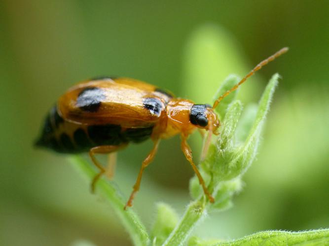 Galéruque de la scutellaire (Phyllobrotica quadrimaculata) © Morvan Debroize