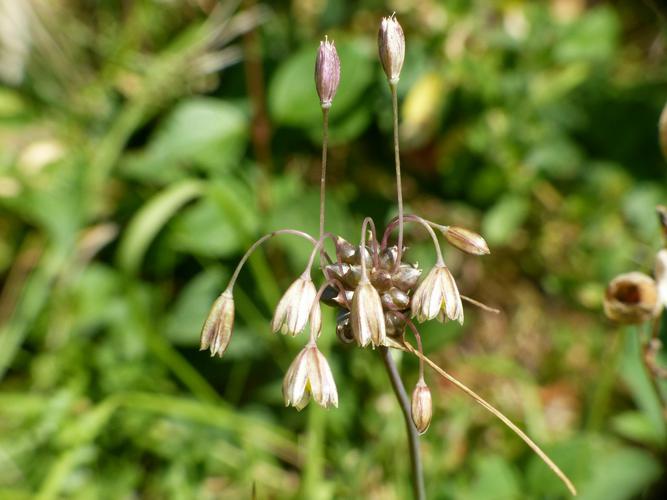 Ail maraîcher (Allium oleraceum) © Morvan Debroize