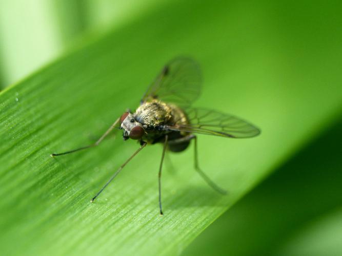 Chrysopilus cristatus © Morvan Debroize