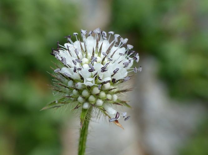 Cardère poilu (Dipsacus pilosus) © Morvan Debroize