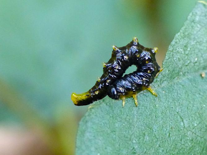 Larve de Nematus latipes © Morvan Debroize