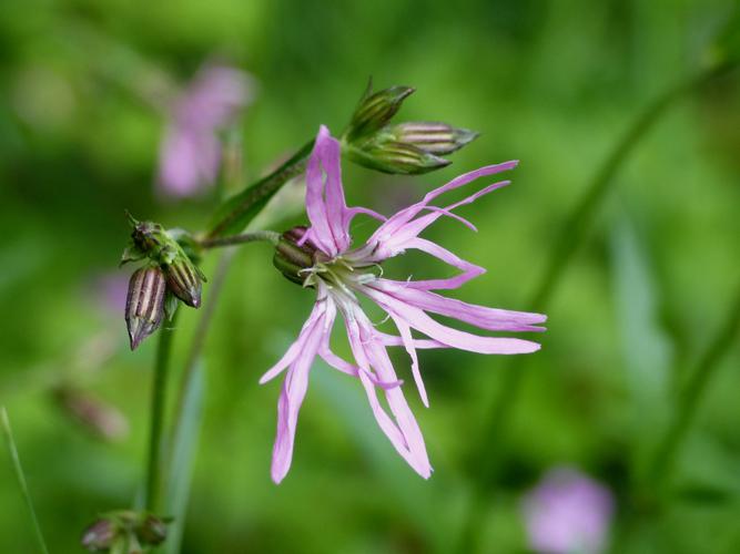 Lychnis fleur-de-coucou (Lychnis flos-cuculi), fleur © Morvan Debroize