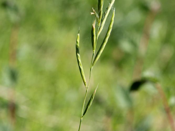 Brachypode penné (Brachypodium pinnatum) © Louis Leprince