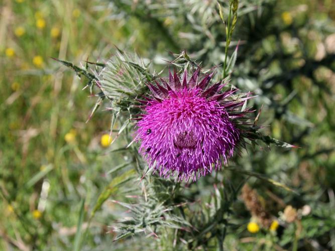 Chardon penché (Carduus nutans) © Louis Leprince