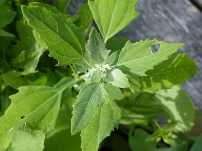 Chénopode blanc (Chenopodium album) © Morvan Debroize