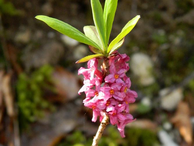 Bois-joli (Daphne mezereum), fleurs © Morvan Debroize