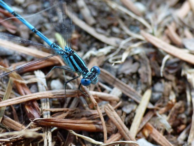 Agrion de Vander Linden (Erythromma lindenii), mâle © Morvan Debroize