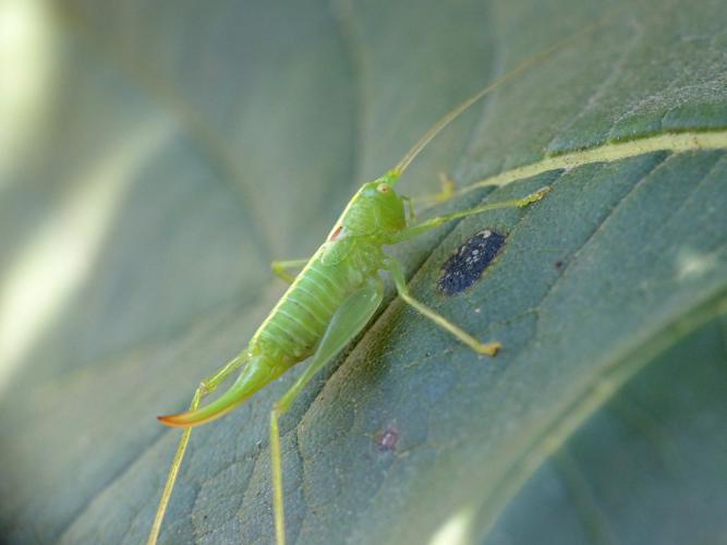 Méconème fragile (Meconema meridionale), femelle © Morvan Debroize