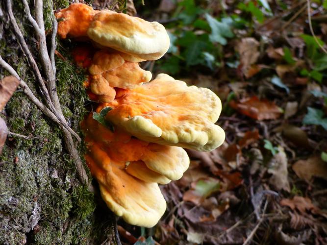 Polypore soufré (Laetiporus sulphureus) © Morvan Debroize