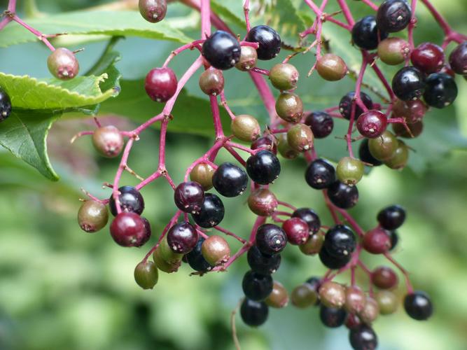 Sureau noir (Sambucus nigra), fruits © Morvan Debroize