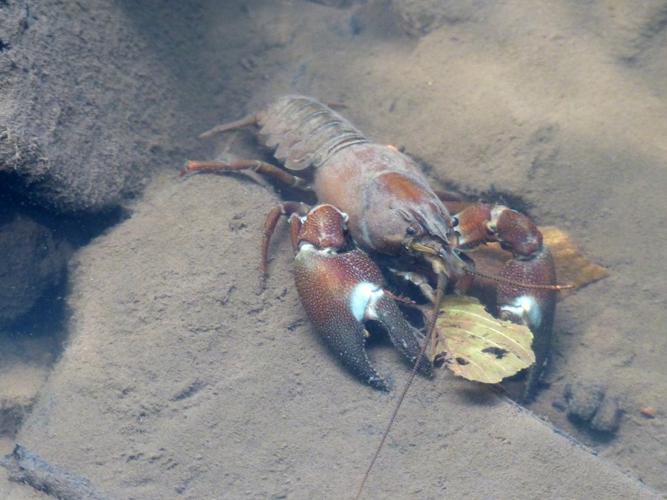 Écrevisse de Californie (Pacifastacus leniusculus) © Morvan Debroize