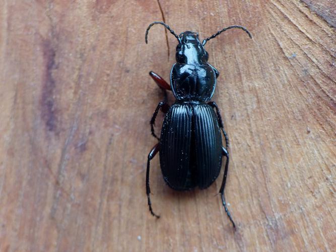 Ptérostichus ovale (Pterostichus madidus) © Morvan Debroize