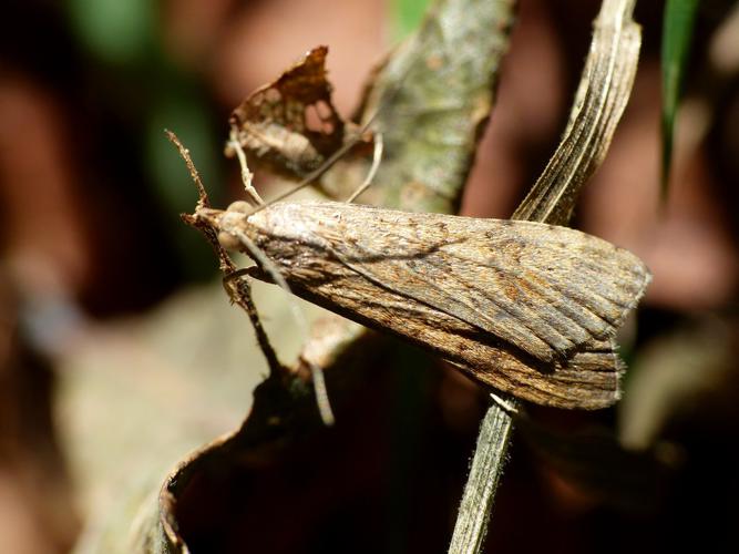 Pyrale de la Luzerne (Nomophila noctuella) © Morvan Debroize